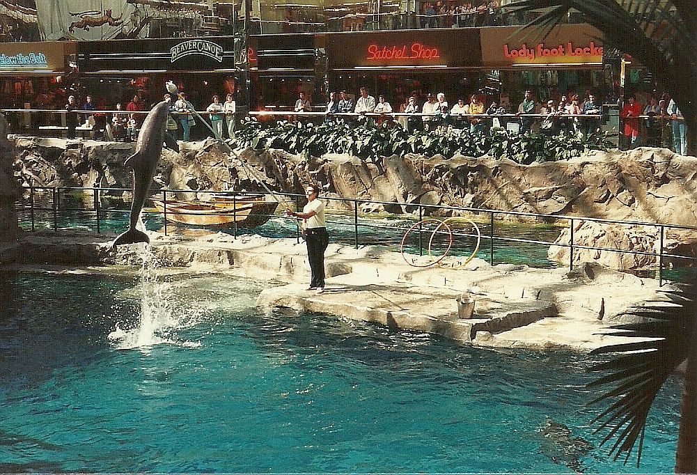 When Dolphins Lived At The Mall Bruce Atchison Author